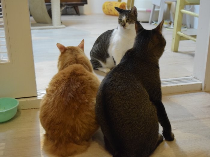 出会いを待つ保護猫＝ツキネコカフェ