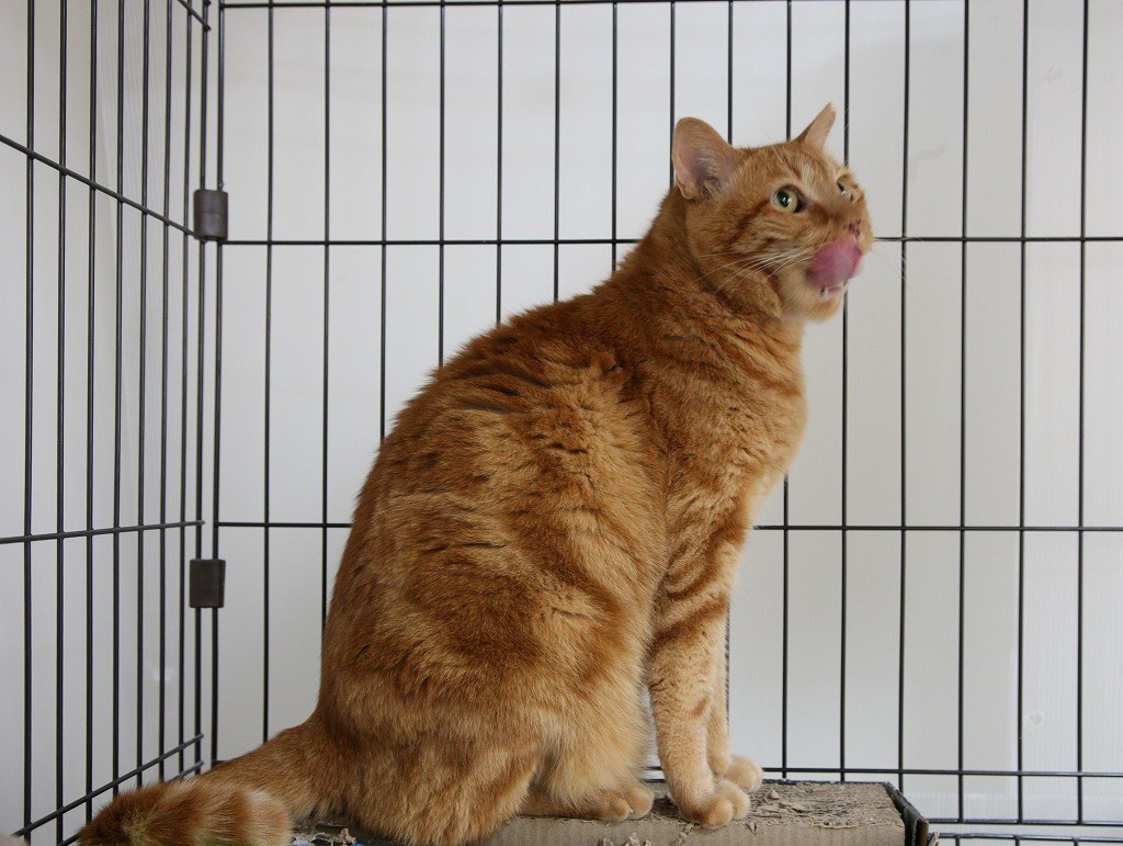 引き取った茶トラは8キロを超える巨体 2年の施設生活を経て「大きな猫