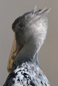 大人気！ハシビロコウの後頭部