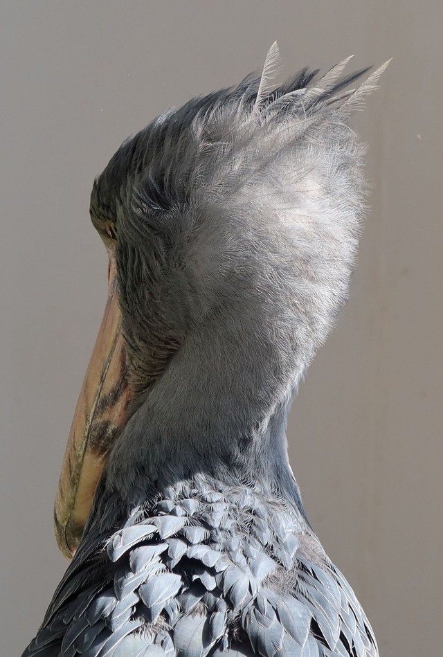 大人気！ハシビロコウの後頭部