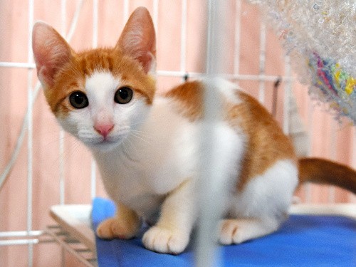 「わんにゃ～ねっと」が活動１０年目　保健福祉事務所が里親探し