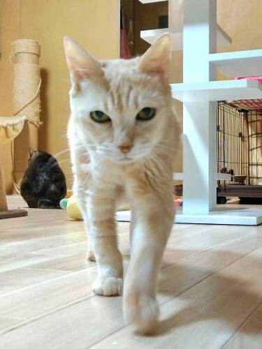 歩き方はお年寄りっぽいけど、元気！（亜妃さん提供）