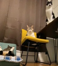 「座椅子はメイちゃんの場所という認識なのか、他の子はあまり寝てるところを見ませんね」と飼い主さん。黄色い椅子に座る薄三毛さんがメイちゃんの娘、蓮華（レンゲ）ちゃん。テーブルの上にいるハチワレさんが時雨（シグレ）ちゃん（提供：にゃんてこった。さん）