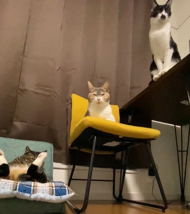 「座椅子はメイちゃんの場所という認識なのか、他の子はあまり寝てるところを見ませんね」と飼い主さん。黄色い椅子に座る薄三毛さんがメイちゃんの娘、蓮華（レンゲ）ちゃん。テーブルの上にいるハチワレさんが時雨（シグレ）ちゃん（提供：にゃんてこった。さん）