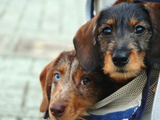 「今夜は家に帰れない！」　そんな時、愛犬の世話は誰に頼む？