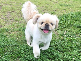 うれしくってピョンピョン走り　ペキニーズの「クリーム」