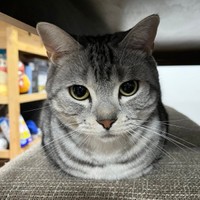 キリッとした男前（画像提供：レイさん)