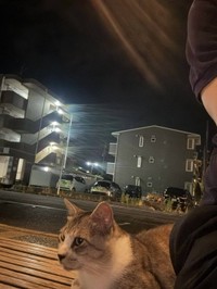 いつの間にか隣に座っていた猫。澄ました顔で遠くを見ている（亀尾さん提供）