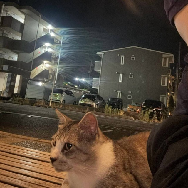 いつの間にか隣に座っていた猫。澄ました顔で遠くを見ている（亀尾さん提供）
