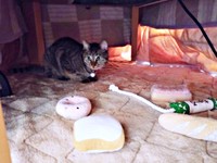 コタツの中をダイジでいっぱいにしたランちゃん（画像提供：みぃさん）