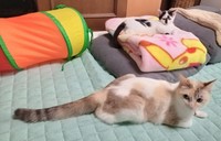 出会ったころのシャネルちゃん（奥）とオタルちゃん（手前）（画像提供：らいももさん）