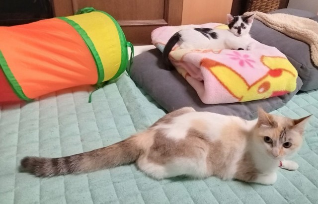 出会ったころのシャネルちゃん（奥）とオタルちゃん（手前）（画像提供：らいももさん）