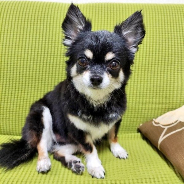 ソファでくつろぐみつ子ちゃん（画像提供：今日のぶんたとみつ子さん）