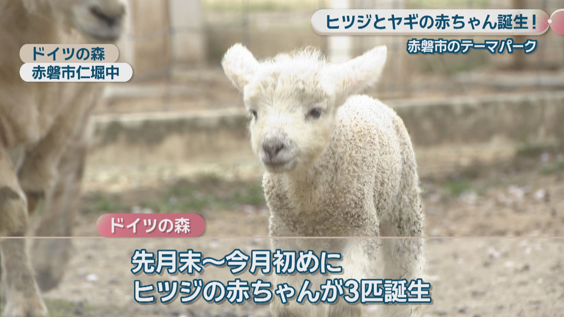 ヤギの赤ちゃん　2023.7.6誕生日 おメェでたい三つ子2組 新潟・いくとぴあでヤギの赤ちゃん誕生 | 毎日新聞