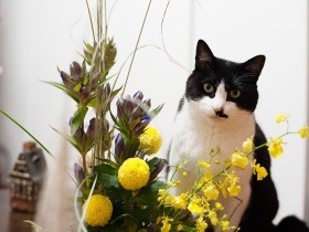 こんなに元気なのに　腎臓病の猫「ぽんた」の検査結果に目を疑う（35）