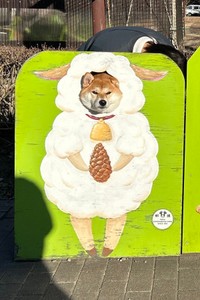 可愛い羊さん（ちびこちゃん）の後ろでがんばる飼い主さん（画像提供：柴犬ちびこさん）