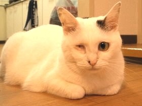 行き倒れ、右目を失った子猫　猫カフェで運命の飼い主に出会う