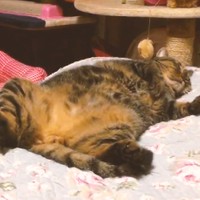 へそ天とろねこ