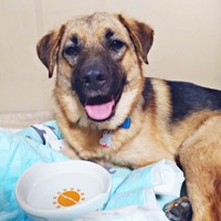 2020年、推定2歳でおうちに来たばかりのよちゃん（画像提供：よちゃんのよはよいおいぬのよさん）