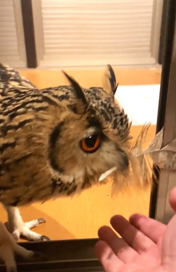 フクロウが「羽根をプレゼント」実は”プロポーズ”！？ 「愛されている」証…羽根を受け取った飼い主に聞いた｜まいどなニュース