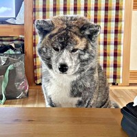 「おやつください」アピール！ 視界に入ろうとするさん歩くん（画像提供：ぽっぽっぽー SANPOさん）