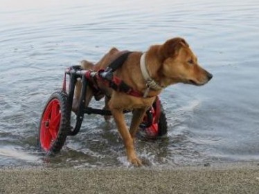 海を渡って大手術　元捨て犬を介護しながら、共に生きる島人