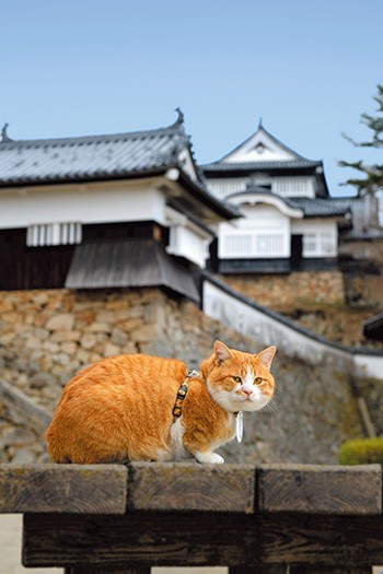 二の丸から天守を望む