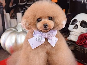 トリミング終えてモデルさん　トイプードルの「MAC」