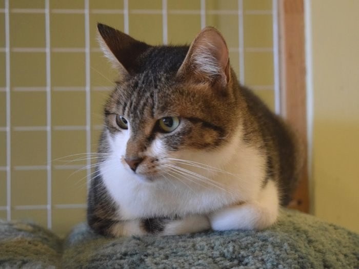 出会いを待つ保護猫＝ツキネコカフェ