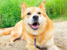 2022お散歩を楽しんでいるで賞　雑種犬「福」