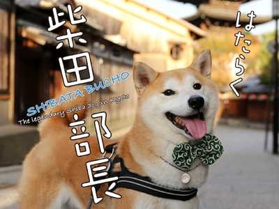 保護犬から“日本一の美柴”に　和紙店の広報担当「柴田部長」