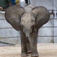 園のロゴと同じ！広げた耳はまん丸です（2025.10.18 安佐動物公園提供）