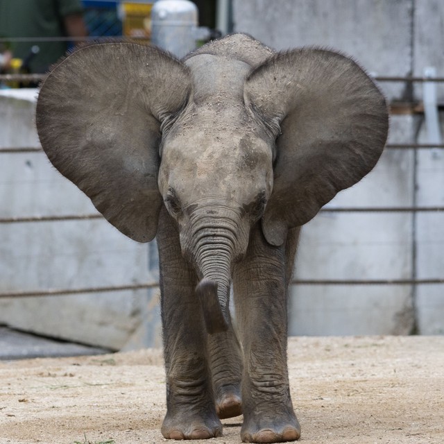 園のロゴと同じ！広げた耳はまん丸です（2025.10.18 安佐動物公園提供）