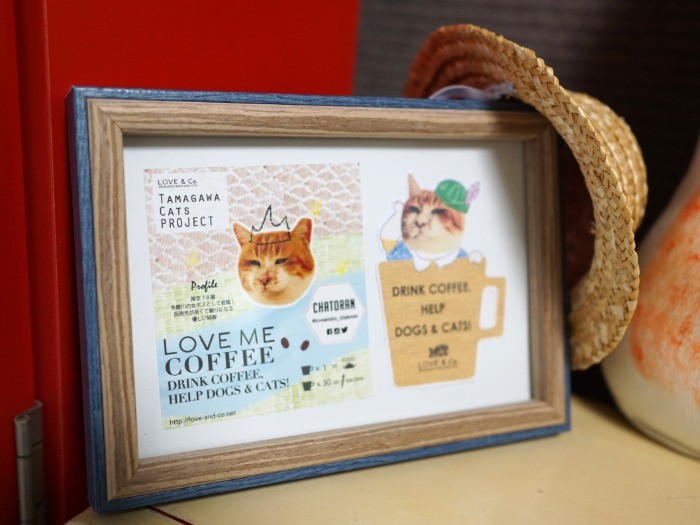 シェルターにいた頃のチャトランちゃん。ラブコのコーヒーのパッケージに