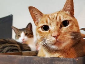 地域猫が暮らす場に捨てられた子猫　仲間と一緒に猫好きの家へ