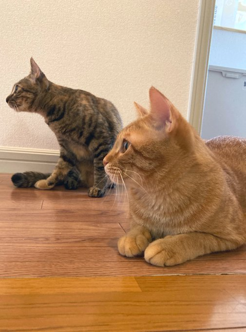 愛猫たちの自然体な姿を投稿するように意識している