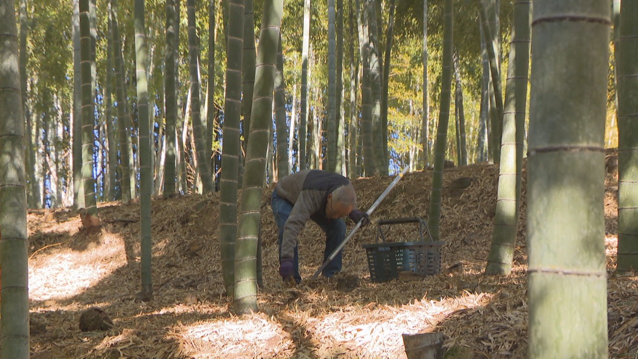 春の味覚！ 真備の特産品・タケノコの出荷が始まる 岡山・倉敷市 | KSB