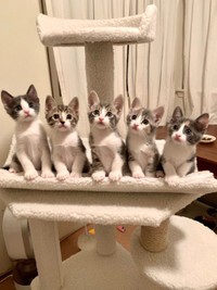 偶然整列していた子猫たち、左からハチ、グーフィ、レオ、セージ、リリー＝ブーマーとミアさん（@BoomerAndMia）提供