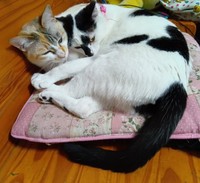 出会ったころのオタルちゃん（左）とシャネルちゃん（右）（画像提供：らいももさん）