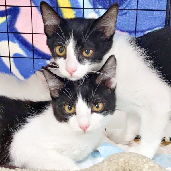 譲渡会で撮影した一枚。下が朔ちゃん、上が兄猫（画像提供：cittaちゃん）