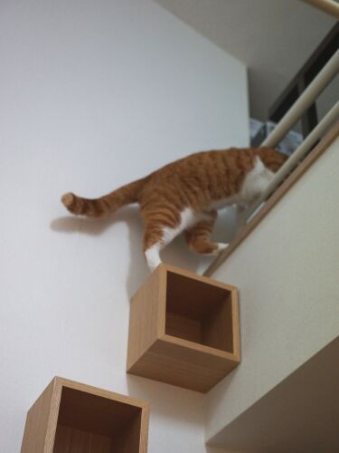 猫たちがストレスなくロフトに行かれるように、後から壁に付けた無印良品の家具。ぴょんぴょんとうれしそうにナチョは上に移動していた