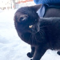 保護直前、生後5カ月のテテちゃん（画像提供：つくきな ココテテさん）