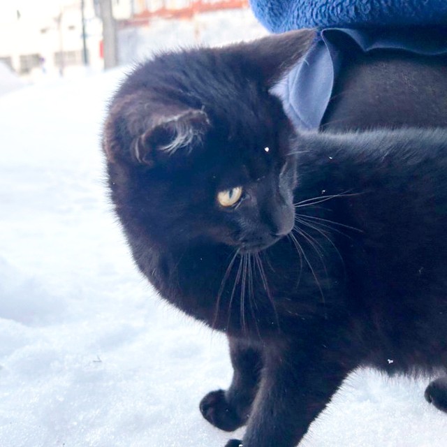 保護直前、生後5カ月のテテちゃん（画像提供：つくきな ココテテさん）