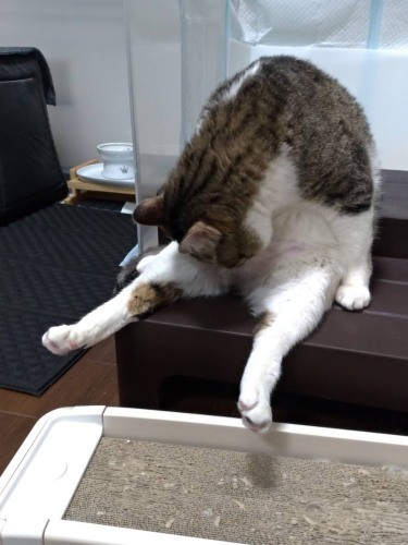 「腰かけてグルーミング」。五右衛門にとって階段（踏み台）はくつろぎの場でもあるようです（かおりさん提供）