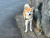 「帰路についたな…」 察して足をとめるあさひくん（画像提供：秋田犬あさひ akitainu asahiさん）