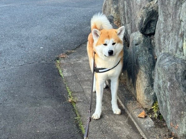 「帰路についたな…」 察して足をとめるあさひくん（画像提供：秋田犬あさひ akitainu asahiさん）