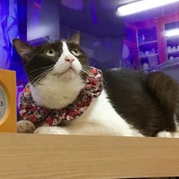 シュシュをつけることで、いざという時カラーを嫌がらないようにしている