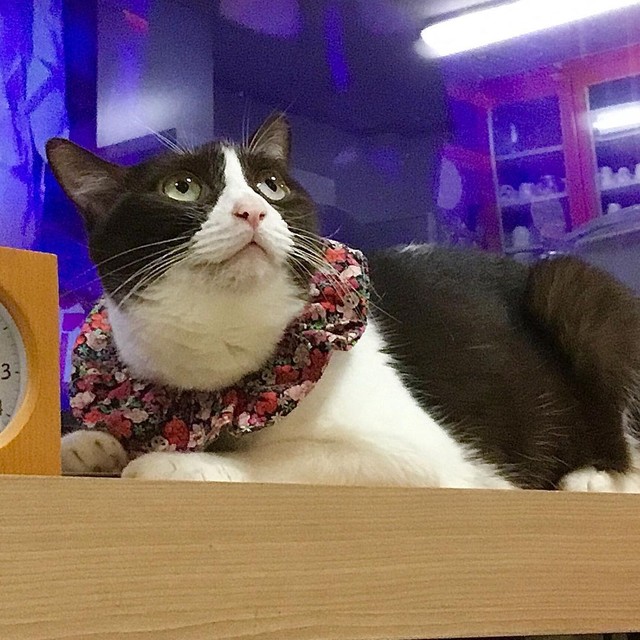 シュシュをつけることで、いざという時カラーを嫌がらないようにしている