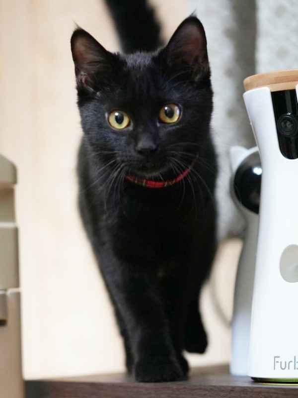 子猫時代、つぶらな瞳がキュートなつくねちゃん（画像提供：黒猫つくねちゃん太しっぽさん）