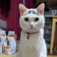 まるで舞妓さんのような風情